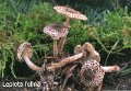 Lepiota felina-amf1202